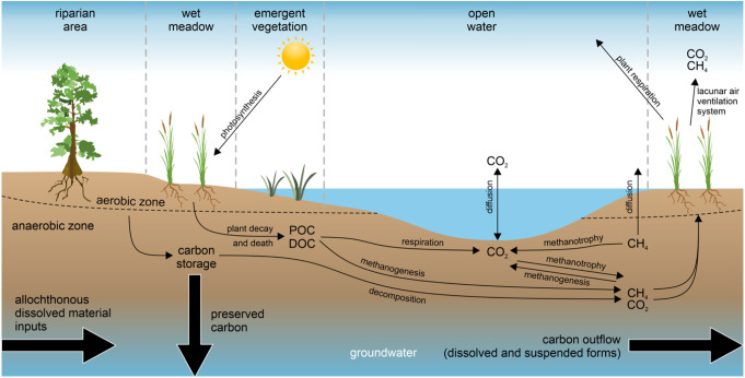 Factors Regulating the Potential for Freshwater Mineral Soil Wetlands to Function as Natural Climate Solutions.