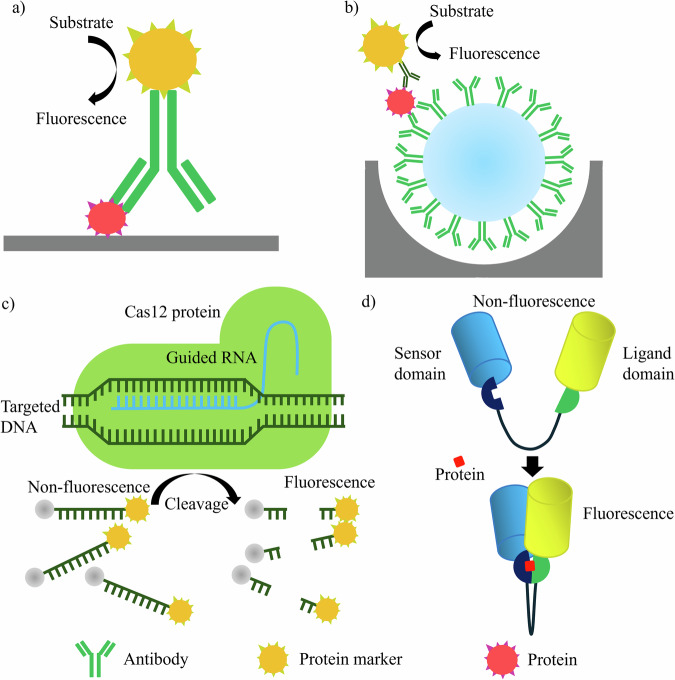 Optical biosensors for diagnosing neurodegenerative diseases.