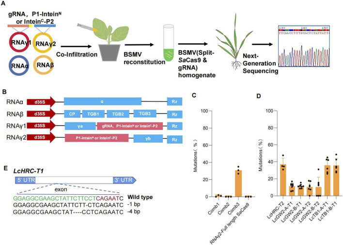 Intein-mediated split <i>Sa</i>Cas9 for genome editing in plants.