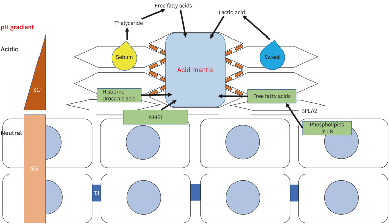 Skin Barrier Function in Neonates and Infants.