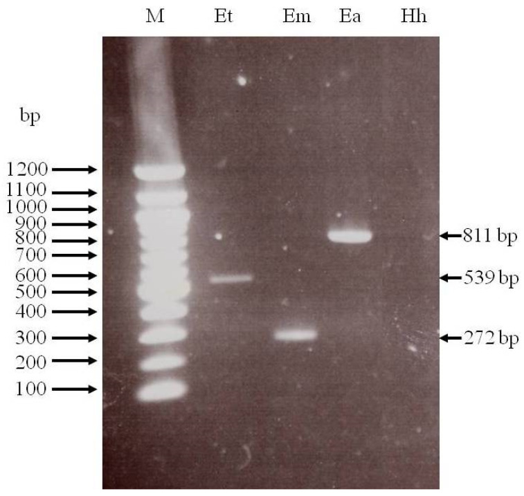 Influence of High <i>Eimeria tenella</i> Immunization Dosages on Total Oocyst Output and Specific Antibodies Recognition Response in Hybrid Pullets (<i>Gallus gallus</i>)-A Pilot Study.