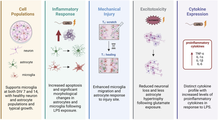 A primary rat neuron-astrocyte-microglia tri-culture model for studying mechanisms of neurotoxicity.