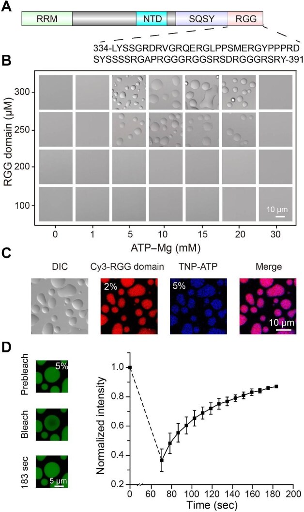 ATP promotes protein coacervation through conformational compaction.