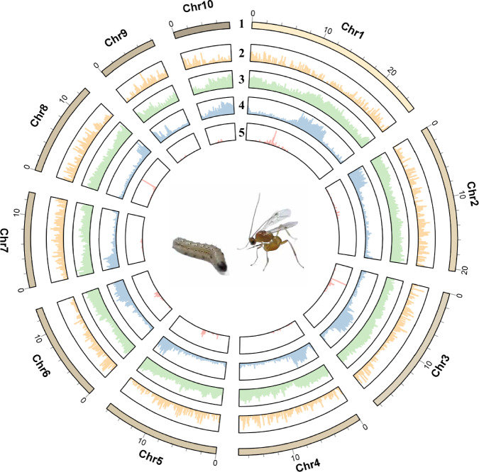 A chromosome-level genome assembly of Meteorus pulchricornis Wesmael (Hymenoptera: Braconidae).