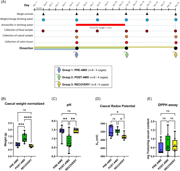Oral amoxicillin treatment disrupts the gut microbiome and metabolome without interfering with luminal redox potential in the intestine of Wistar Han rats.