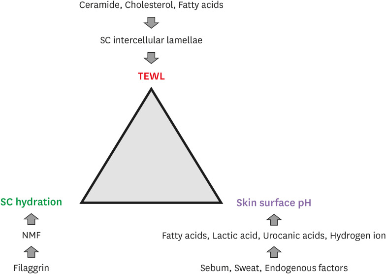 Skin Barrier Function in Neonates and Infants.
