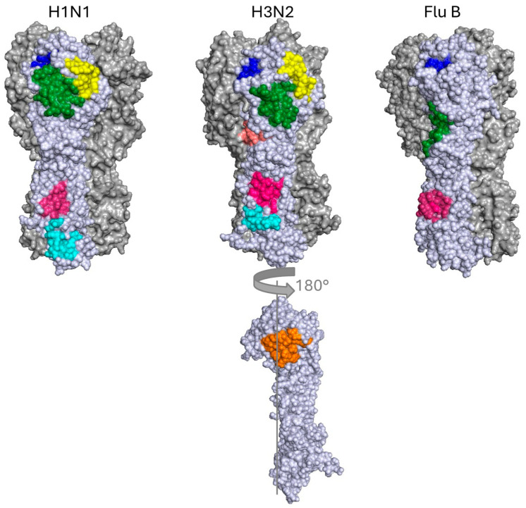 How Broadly Neutralising Antibodies Are Redefining Immunity to Influenza.