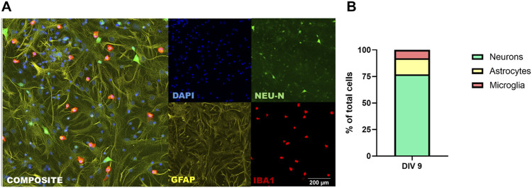 A primary rat neuron-astrocyte-microglia tri-culture model for studying mechanisms of neurotoxicity.