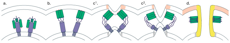 How Broadly Neutralising Antibodies Are Redefining Immunity to Influenza.