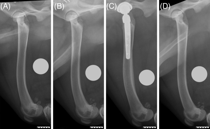 Evaluation of the effects of cementless total hip replacement on femoral length in skeletally immature dogs.