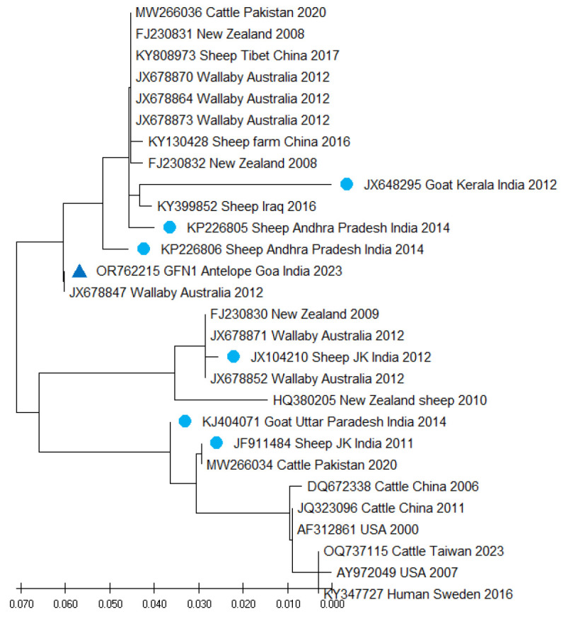 An outbreak of Fusobacterium necrophorum associated foot rot in a herd of four-horned antelope (<i>Tetracerus quadricornis</i>) in India.