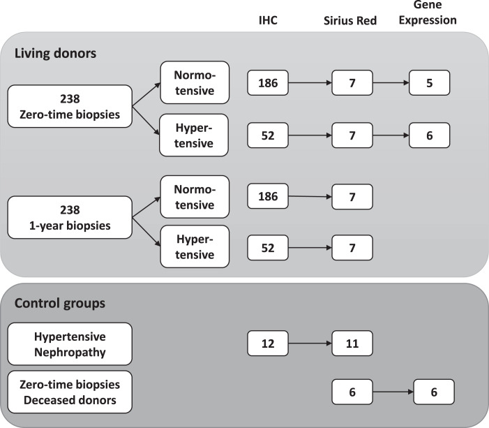 Hypertension in Living Kidney Donors Has No Effect on Complement Activation and Fibrosis.