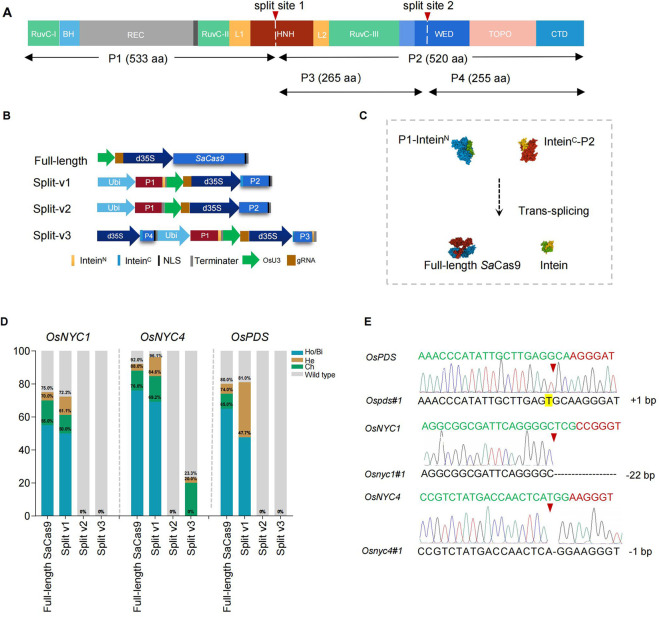 Intein-mediated split <i>Sa</i>Cas9 for genome editing in plants.