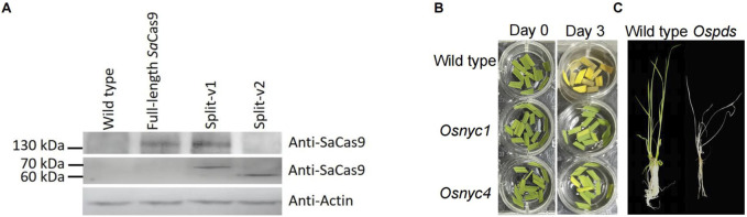 Intein-mediated split <i>Sa</i>Cas9 for genome editing in plants.