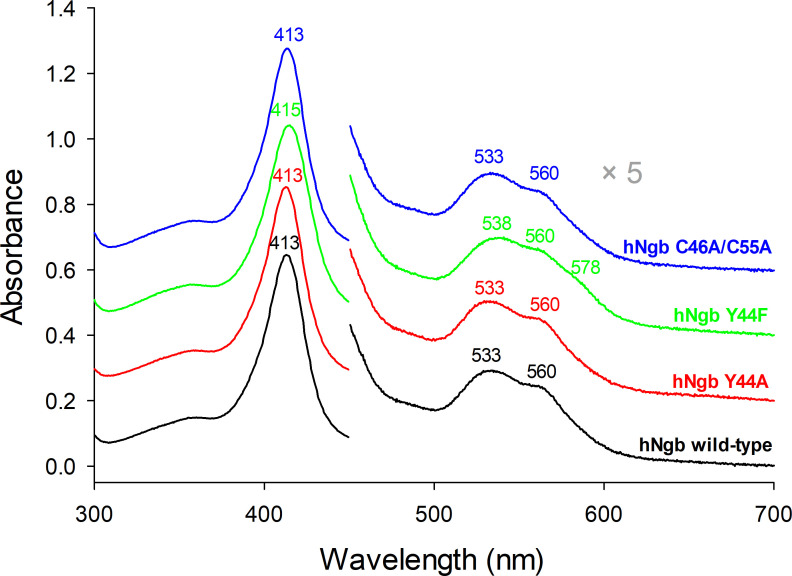 Insights into heme degradation and hydrogen peroxide-induced dimerization of human neuroglobin.