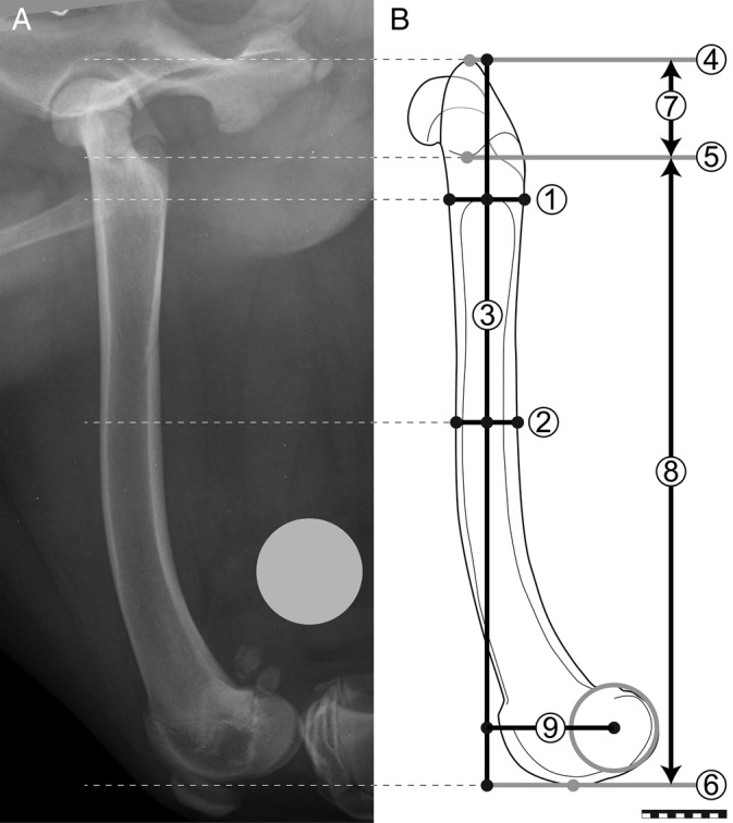 Evaluation of the effects of cementless total hip replacement on femoral length in skeletally immature dogs.