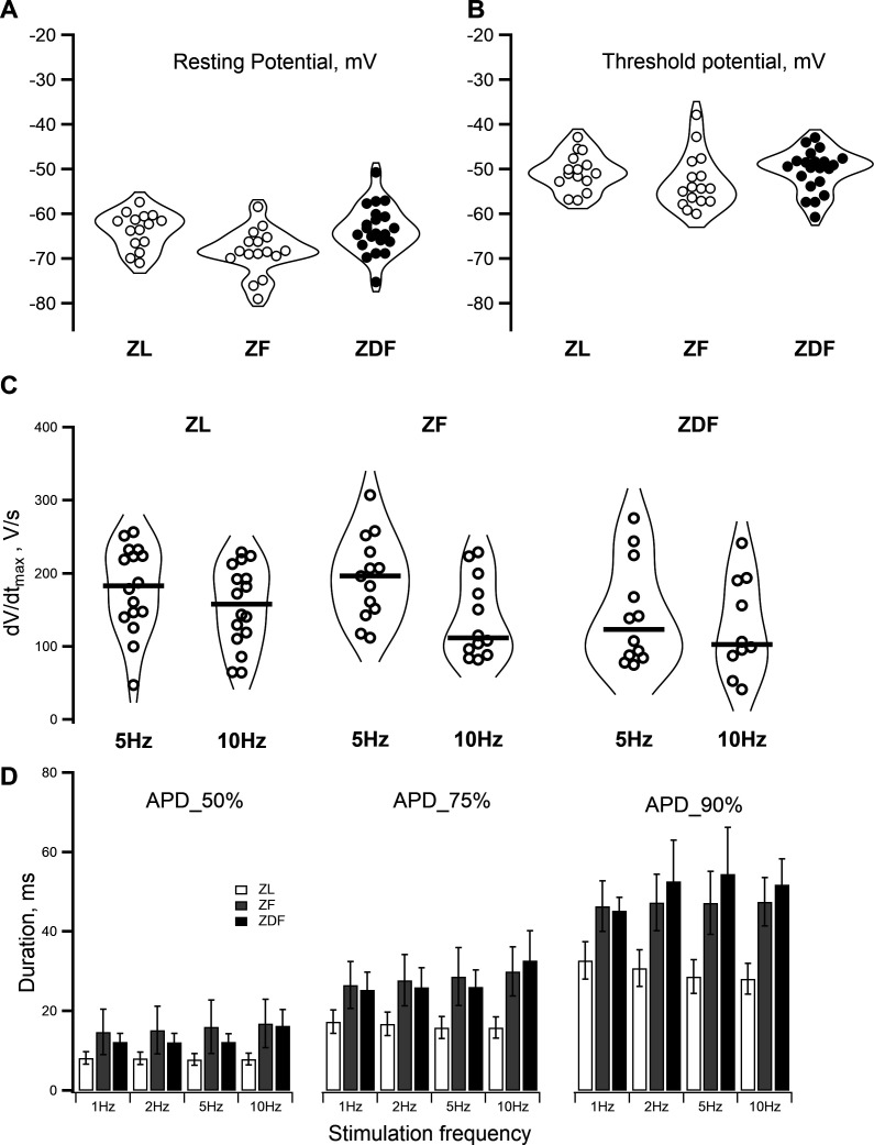 Distinct effects of obesity and diabetes on the action potential waveform and inward currents in rat ventricular myocytes.