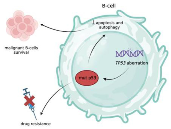 The importance of <i>TP53</i> status in cancer therapy: The example of chronic lymphocytic leukemia.