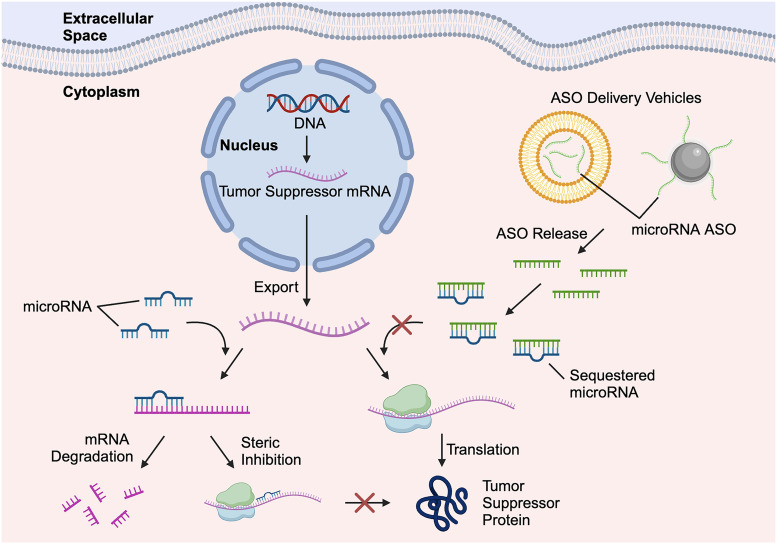 miR-10b as a Clinical Marker and a Therapeutic Target for Metastatic Breast Cancer.