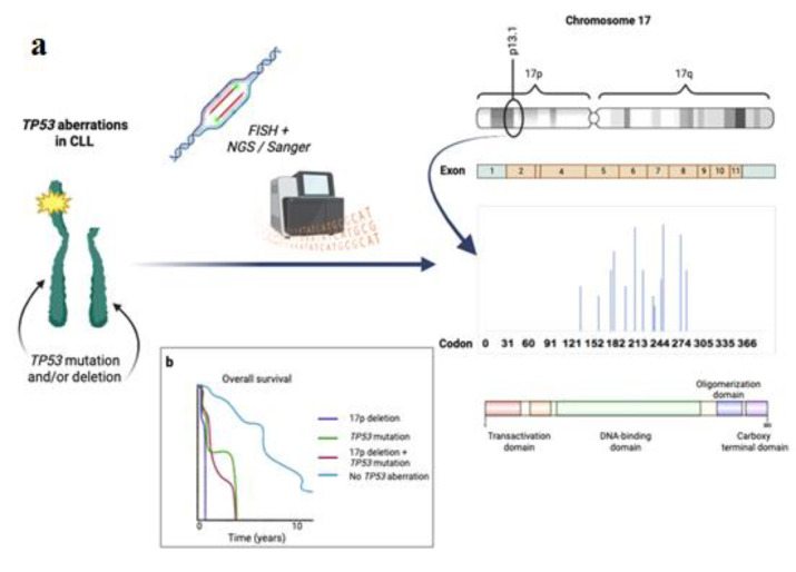 The importance of <i>TP53</i> status in cancer therapy: The example of chronic lymphocytic leukemia.