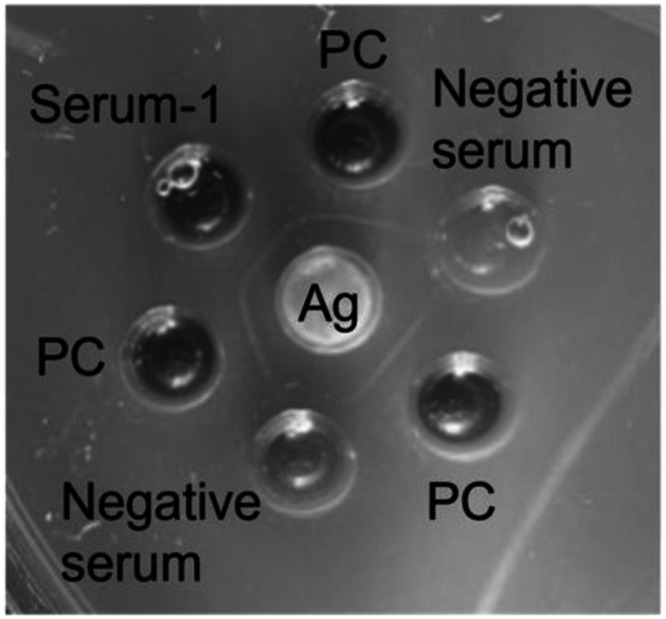 Detection of antibodies against H5 subtype highly pathogenic avian influenza viruses in multiple raccoons in Tokachi District, Hokkaido, Japan, from 2022 to 2023