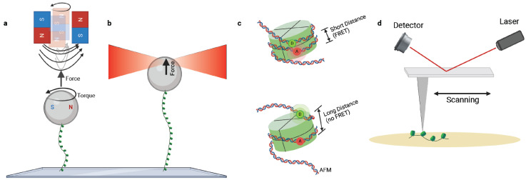 Dynamics of nucleosomes and chromatin fibers revealed by single-molecule measurements.