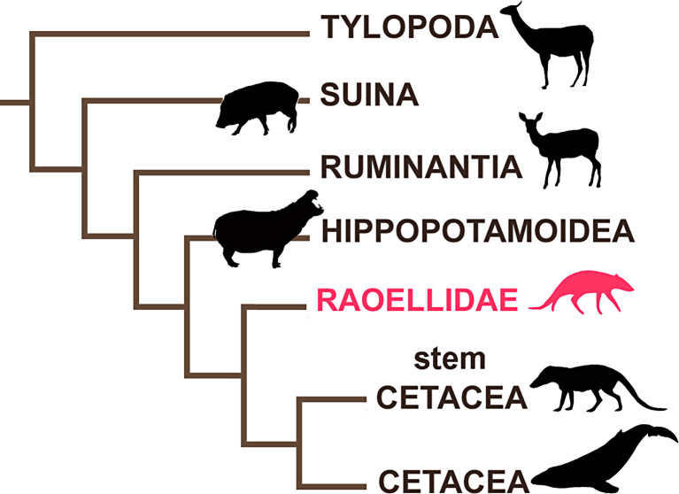 The Endocranial Cast of Khirtharia (Artiodactyla, Raoellidae) Provides New Insights into the Earliest Evolution of the Cetacean Brain.