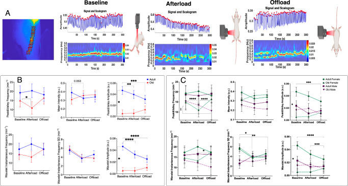 A multiresolution approach with method-informed statistical analysis for quantifying lymphatic pumping dynamics.