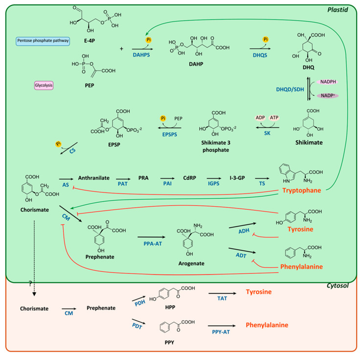 Aromatic Amino Acids: Exploring Microalgae as a Potential Biofactory.