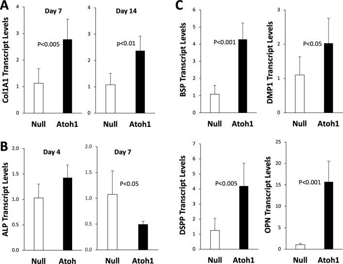 The proneural transcription factor Atoh1 promotes odontogenic differentiation in human dental pulp stem cells (DPSCs).