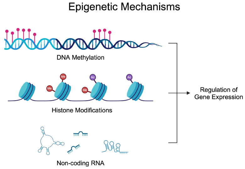 DNA and RNA Methylation in Rheumatoid Arthritis-A Narrative Review.