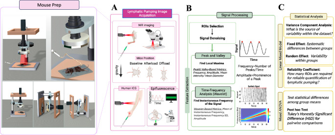 A multiresolution approach with method-informed statistical analysis for quantifying lymphatic pumping dynamics.