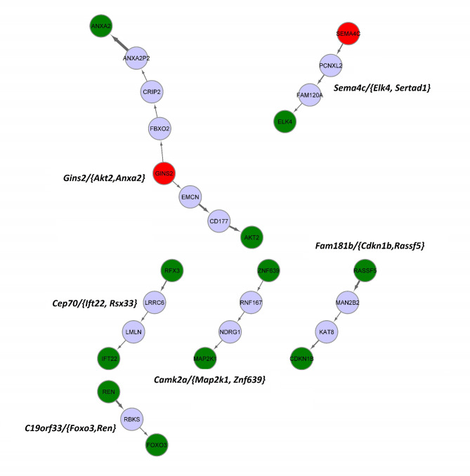 A dynamic co-expression approach reveals Gins2 as a potential upstream modulator of HNSCC metastasis.