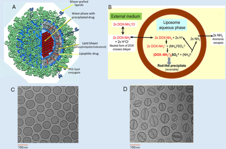 Thirty years from FDA approval of pegylated liposomal doxorubicin (Doxil/Caelyx): an updated analysis and future perspective.