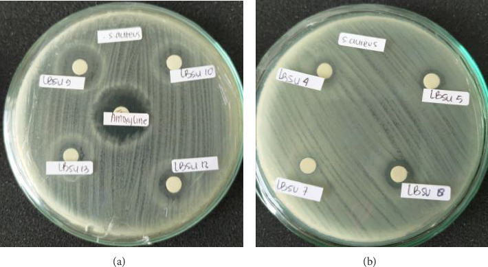 Isolation and Characterization of Lactic Acid Bacteria From "<i>Trites</i>" Having the Ability to Produce α-Glucosidase Inhibitors.