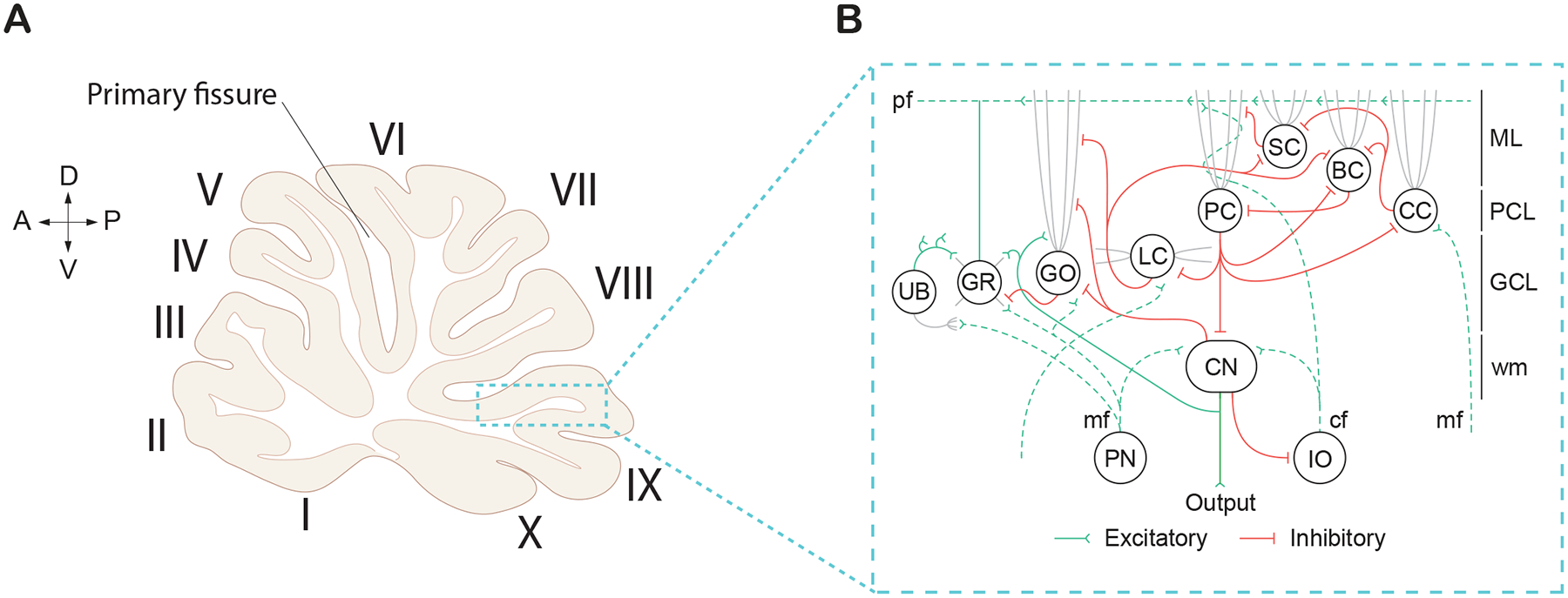 Cerebellar contributions to dystonia: unraveling the role of Purkinje cells and cerebellar nuclei.