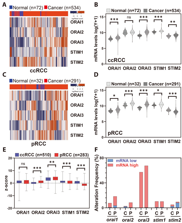 Differential expression of ORAI channels and STIM proteins in renal cell carcinoma subtypes: implications for metastasis and therapeutic targeting.
