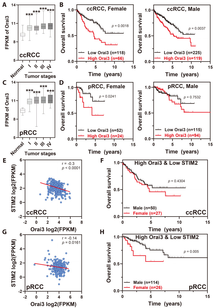 Differential expression of ORAI channels and STIM proteins in renal cell carcinoma subtypes: implications for metastasis and therapeutic targeting.
