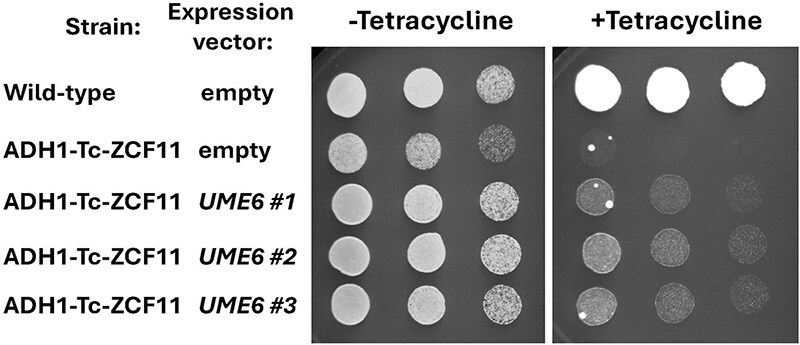 Regulation of meiotic gene expression is functional in the human fungal pathogen Candida glabrata.