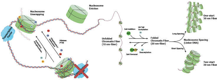 Dynamics of nucleosomes and chromatin fibers revealed by single-molecule measurements.