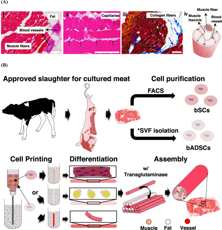 A Review on the Application of Animal-Based Materials Using Three-Dimensional (3D) Printing and Protein Restructuring Technologies.