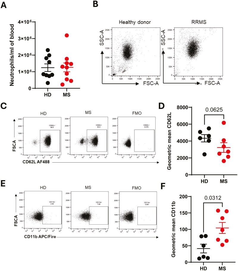 Proteomic analysis reveals dysregulation of peripheral blood neutrophils in patients with Multiple Sclerosis.