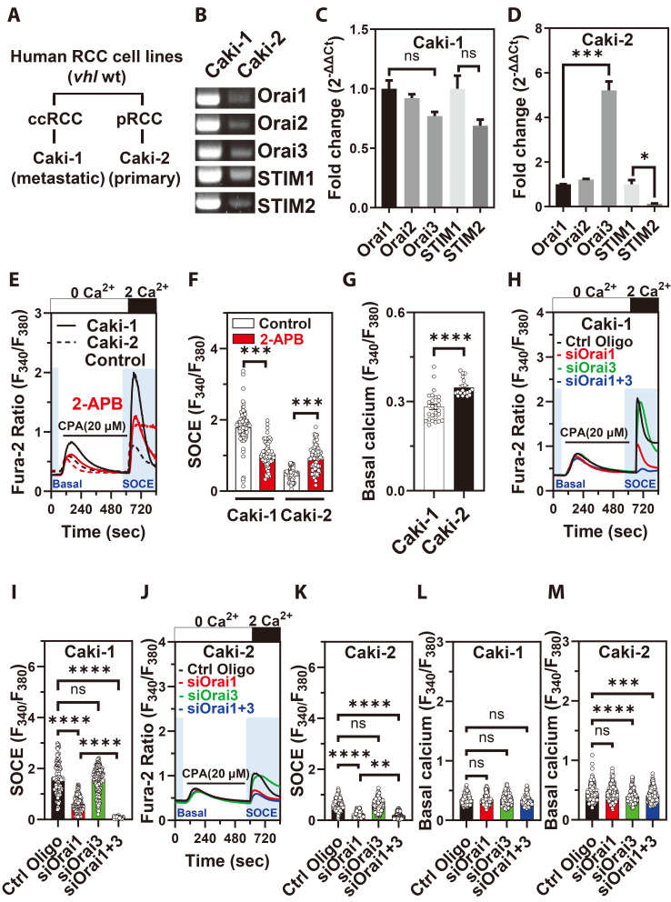Differential expression of ORAI channels and STIM proteins in renal cell carcinoma subtypes: implications for metastasis and therapeutic targeting.