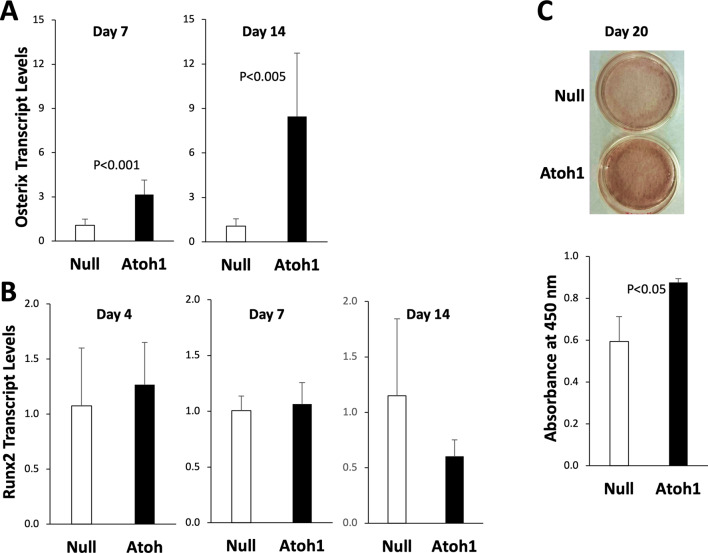 The proneural transcription factor Atoh1 promotes odontogenic differentiation in human dental pulp stem cells (DPSCs).