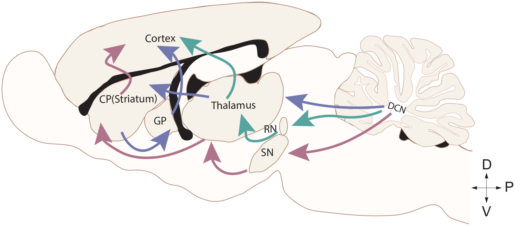 Cerebellar contributions to dystonia: unraveling the role of Purkinje cells and cerebellar nuclei.