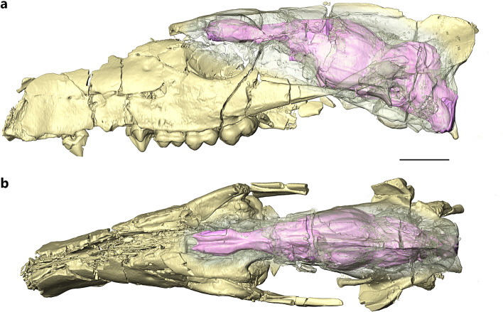 The Endocranial Cast of Khirtharia (Artiodactyla, Raoellidae) Provides New Insights into the Earliest Evolution of the Cetacean Brain.