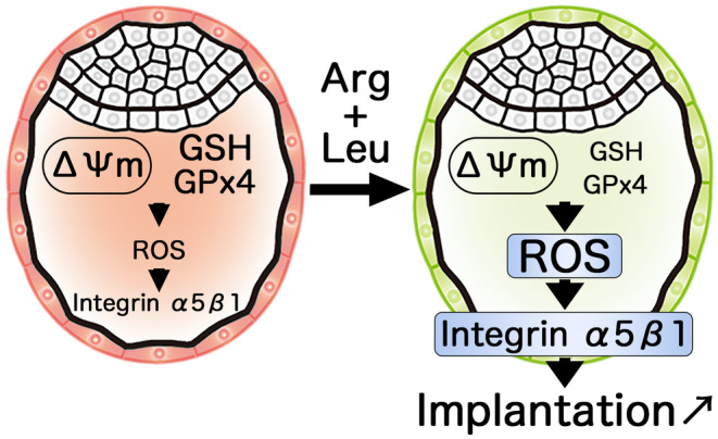 Molecular and cellular regulators of embryo implantation and their application in improving the implantation potential of IVF-derived blastocysts.