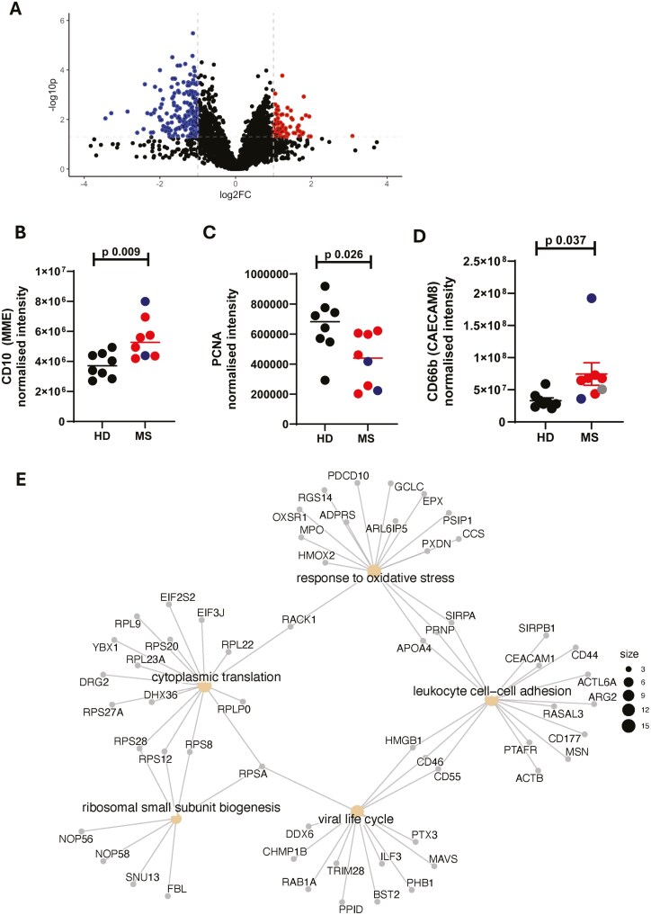 Proteomic analysis reveals dysregulation of peripheral blood neutrophils in patients with Multiple Sclerosis.