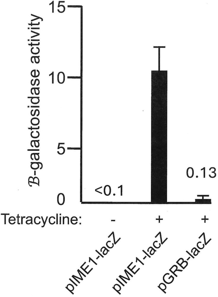Regulation of meiotic gene expression is functional in the human fungal pathogen Candida glabrata.