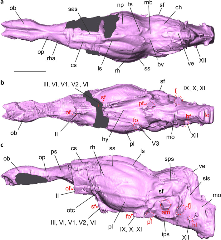 The Endocranial Cast of Khirtharia (Artiodactyla, Raoellidae) Provides New Insights into the Earliest Evolution of the Cetacean Brain.